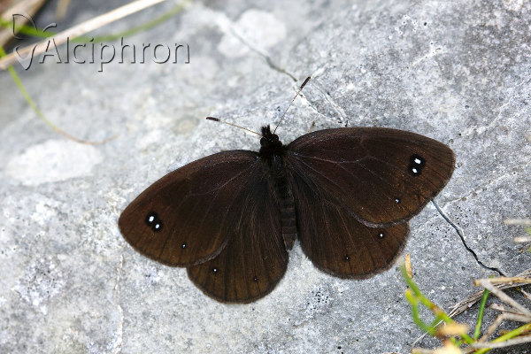 Erebia melas