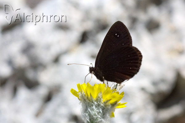 Erebia melas