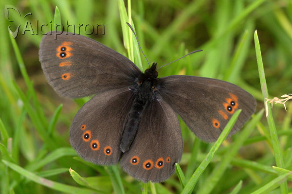 Erebia oeme