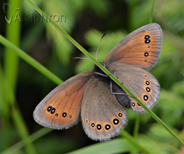 Erebia oeme