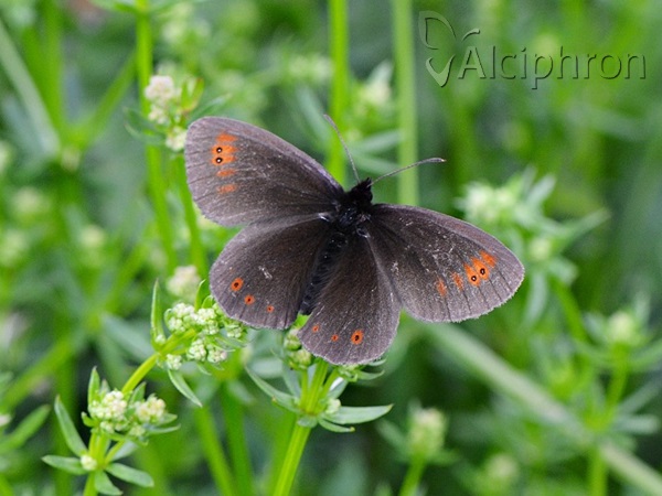 Erebia oeme