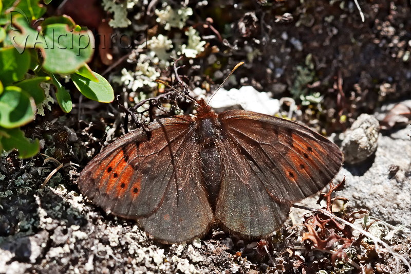 Erebia pandrose