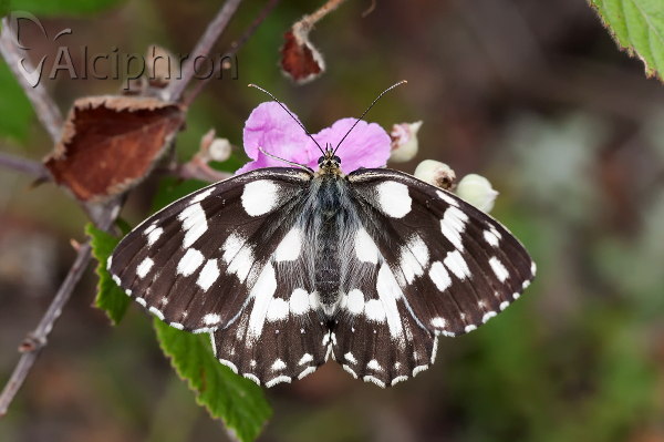 Melanargia galathea