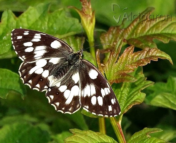 Melanargia galathea