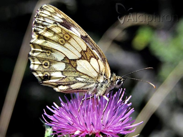 Melanargia galathea