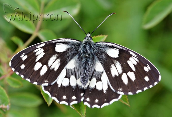 Melanargia galathea