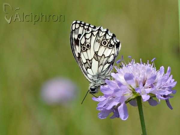 Melanargia galathea