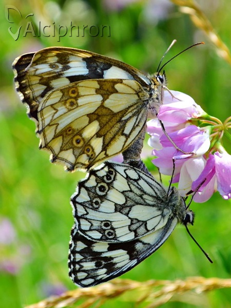 Melanargia galathea