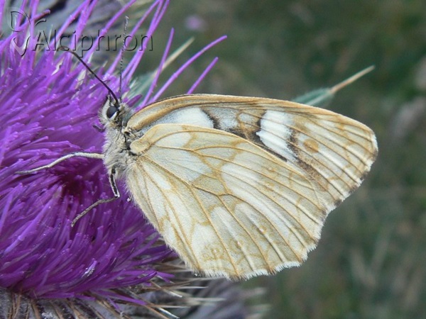 Melanargia galathea