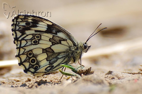 Melanargia galathea