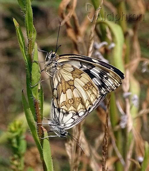 Melanargia galathea