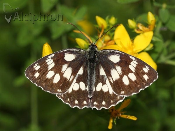 Melanargia galathea