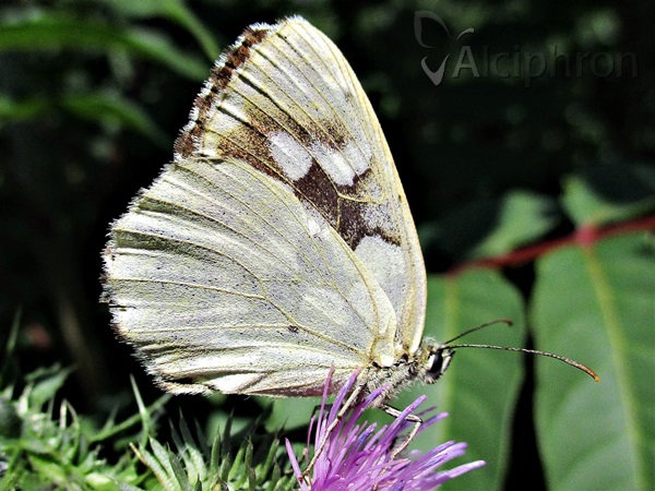 Melanargia galathea