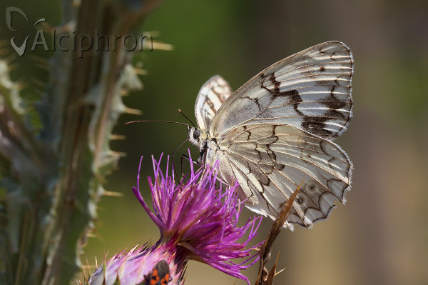 Melanargia larissa
