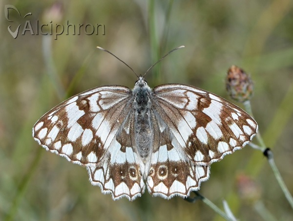 Melanargia larissa