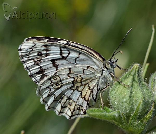 Melanargia larissa
