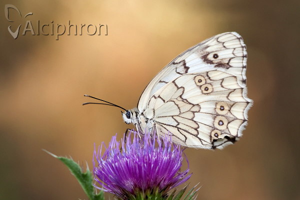 Melanargia larissa