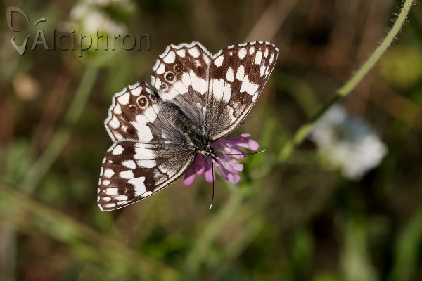 Melanargia larissa