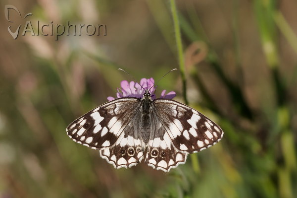 Melanargia larissa