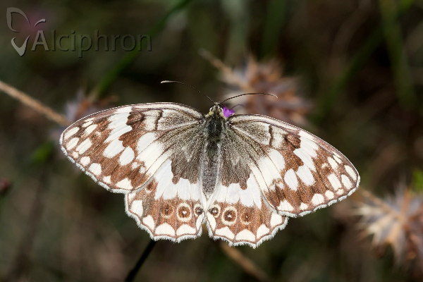 Melanargia larissa