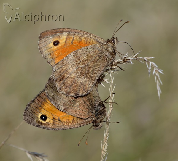 Arethusana arethusa