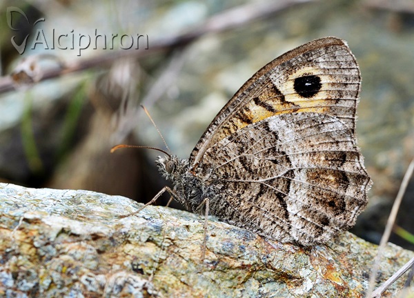 Arethusana arethusa