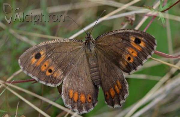Arethusana arethusa