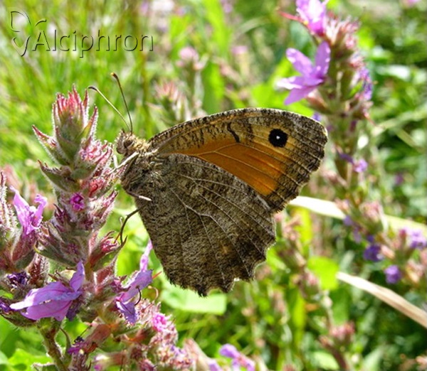 Arethusana arethusa