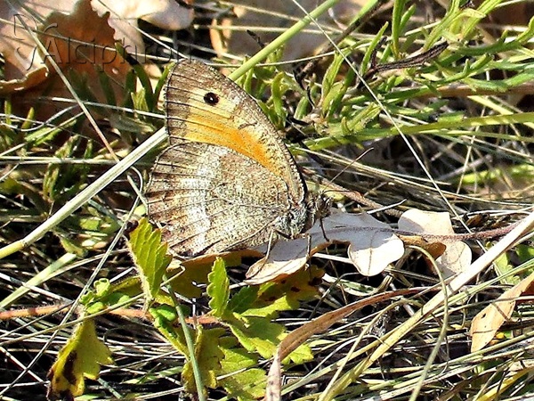 Arethusana arethusa