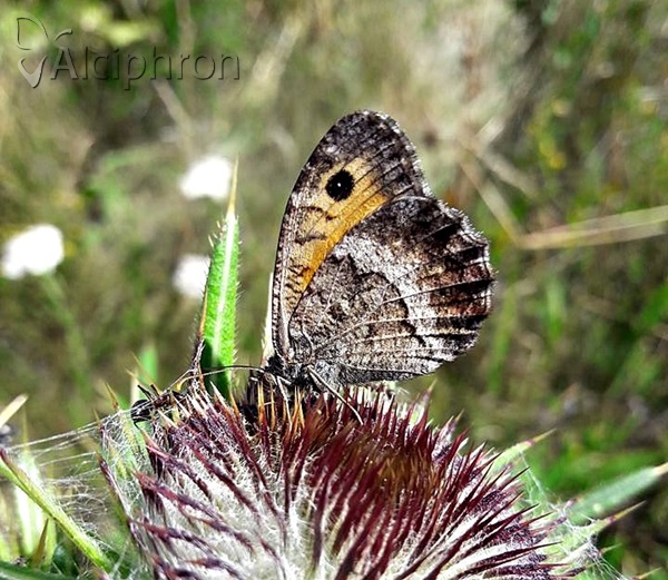 Arethusana arethusa
