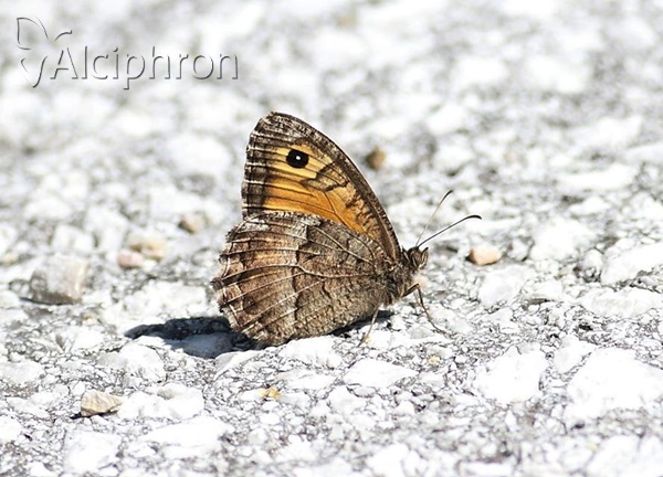 Arethusana arethusa