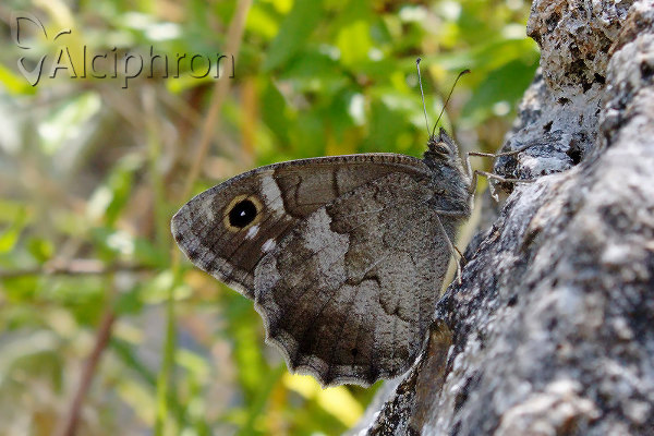 Hipparchia statilinus