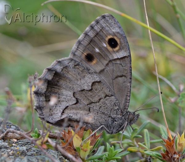 Hipparchia statilinus