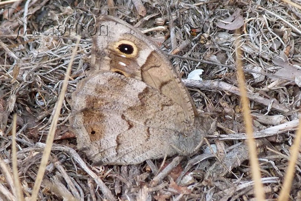 Hipparchia statilinus