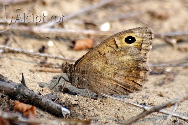 Hipparchia statilinus