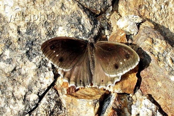 Hipparchia statilinus