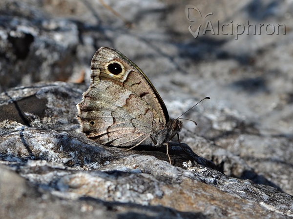 Hipparchia statilinus