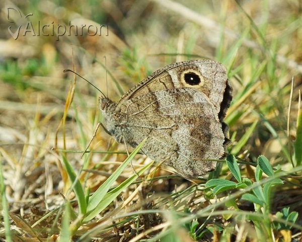 Hipparchia statilinus