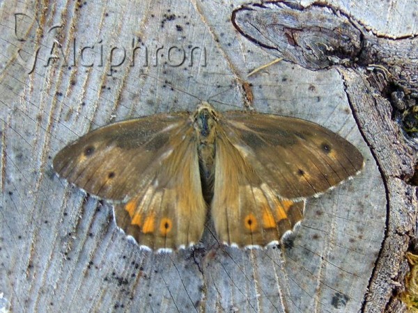 Hipparchia semele