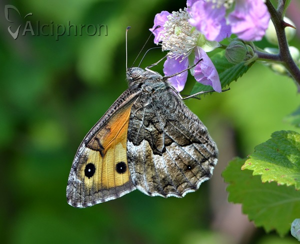 Hipparchia volgensis