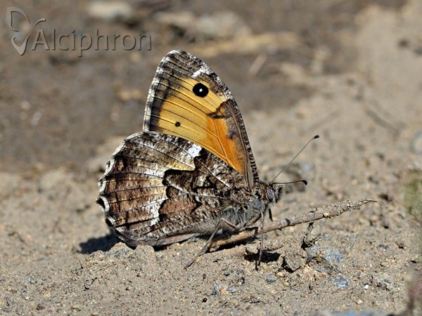 Hipparchia volgensis
