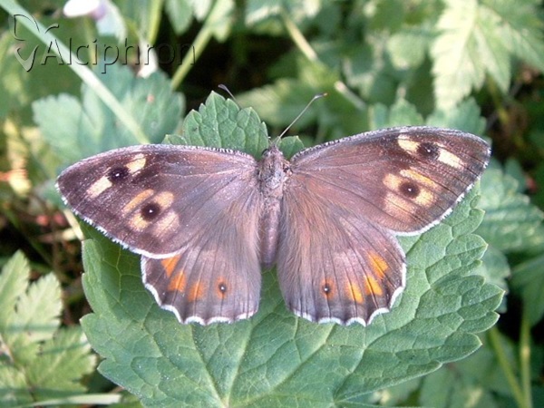 Hipparchia volgensis