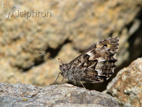 Hipparchia volgensis