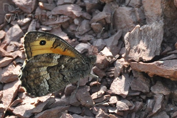 Hipparchia volgensis
