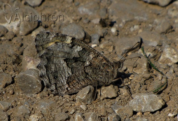 Hipparchia volgensis