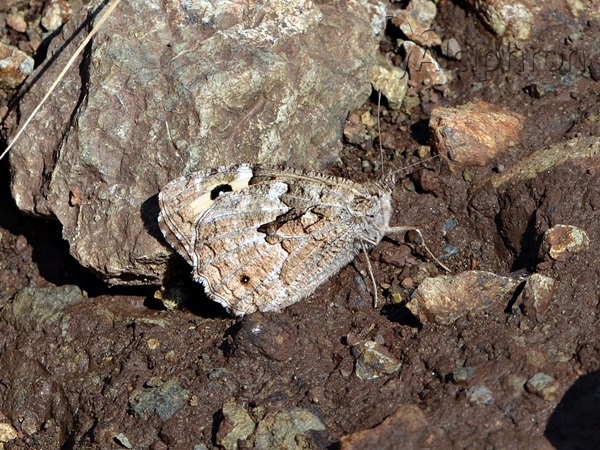 Hipparchia volgensis