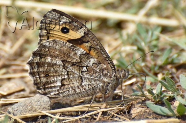 Hipparchia volgensis