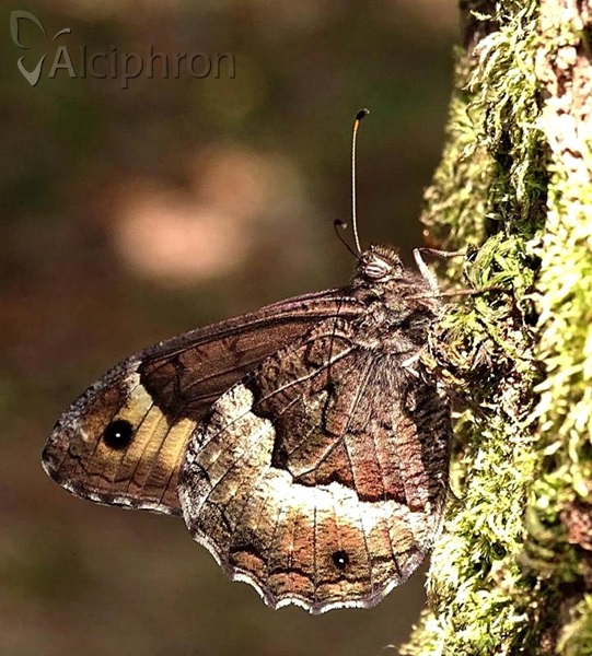 Hipparchia fagi