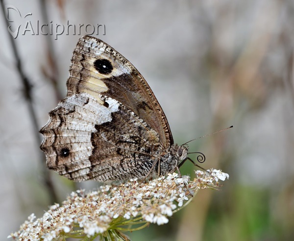 Hipparchia fagi