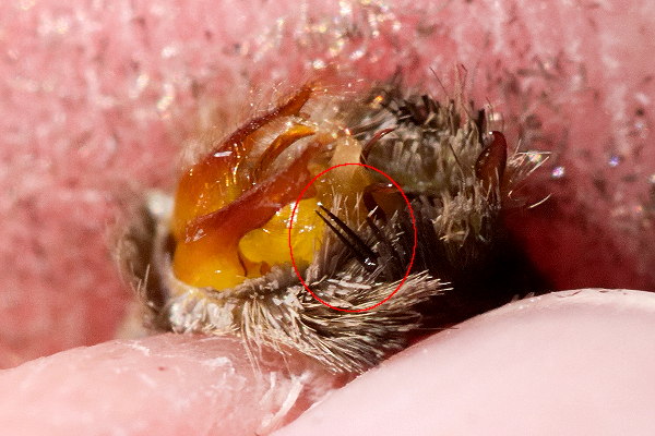 Hipparchia fagi